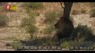Male lion with black mane licking its paw in the shade of a tree