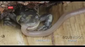 Tiger Salamander laying down on wood biting on a moving worm trying to swallow it HA MCU.
