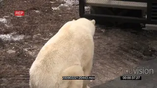 Tourists inside tour bus taking pictures of Polar bear investigating vehicle outside…