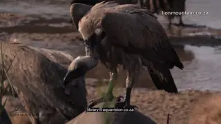 Spotted Hyenas and A Flock of White-backed Vultures feeding on an Elephant carcass on the.