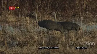 2 sandhill cranes walking Searching for food