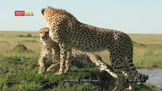 Cheetah walking beside a small stream, walking up a tree log looking around Alert