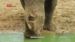 Close up shot of white rhino's head drinking water