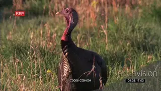 Turkey foraging MS