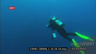 GALAPAGOS SHARK SWIMMING UW, WITH TUNA DINGING AND FEEDING ON BAIT FISH IN BAITBALL