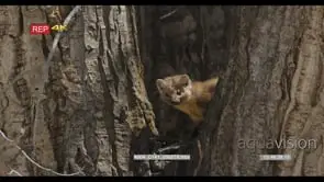 Pine Marten eating and looking at camera on tree MLS