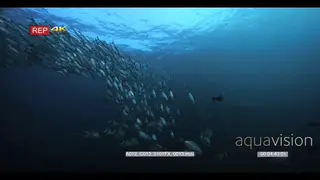 Wide tracking shot of a large school of bigeye snapper fish swimming in the ocean.