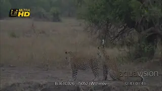 Female Leopard flicking tail on the male's face, flirting, enticing and ready to mate.