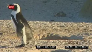 African Penguins digging burrow, building nest