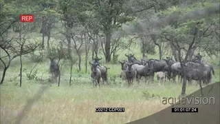 Blue Wildebeest herd Standing in green bush, looking towards predator
