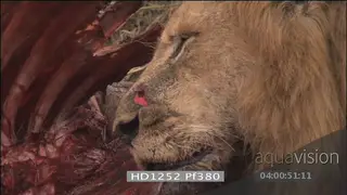 Wounded African Male lion with big gash on nose injured feeding on carcass with 2.