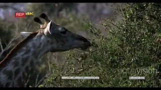 CU of giraffe's head and neck eating leaves off a tree