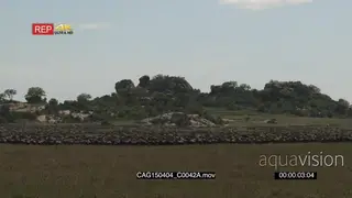 Large herd of Blue Wildebeests standing moving in the savannah XWS HAND