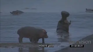 Hippo pod social behaviour calf bothering another social interaction as adult hippo yawns