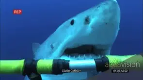 Great white shark bitting the shark cage CU TU UW