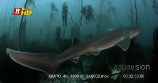 Tracking shot of a broadnose sevengill shark, cow shark swimming towards camera turn…