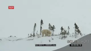 Polar bear mother scouting around walking away laying down followed by cubs trying to.