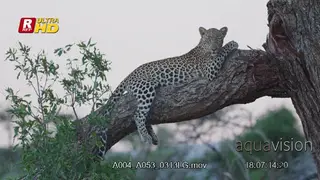 Leopard laying on a tree branch, looking towards the camera and resting.
