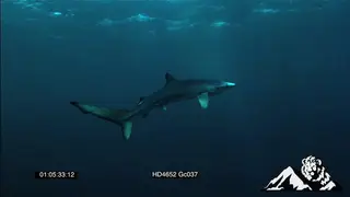Mako Sharks swimming around UW