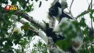 White-fronted brown lemur sitting on a tree, looking around, dancing and jumping.