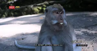 Adult Balinese long tailed monkey eating a sweet potato CU
