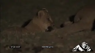 Lion cub learning how to hunt by biting and attacking the lioness's tail MWS