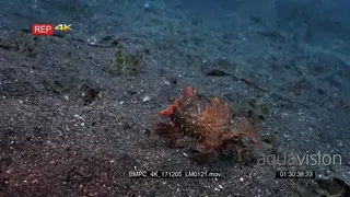 Close up side view shot of a red ambon scorpionfish.