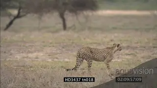 Cheetah hunting PROFILE WS FOCUS PULL