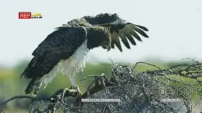 Martial eagle perched on a tree branch preens its wing feathers
