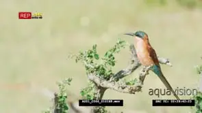 Carmine bee-eater perched on branch MS