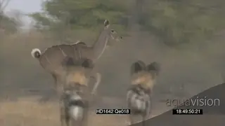 African Wild Dog pack alerted hunting stalk chase Kudu's