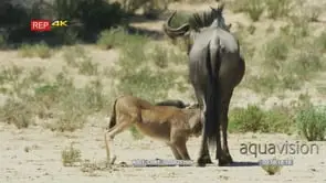 Wildebeest foal suckling milk from mother