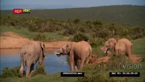 African Elephants [4] Standing and moving around the Riverbank WS