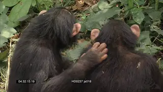 A pair of chimpanzees GENERAL BEHAVIOUR