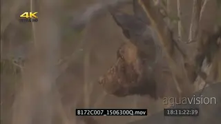 African wild dogs hunting investigating dirt mount SEMI DRY MS PAN ZI