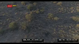 Aerial Drone African lions 3 sleeping resting near bushes