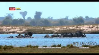 Elephant herd crossing chobe river in the shimmering heat haze using their trunks as…