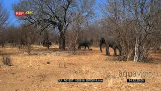 Elephant herd inside a Bushveld
