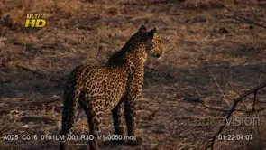Adult Leopard back view, guarding territory, hunting and walking away from the camera,…