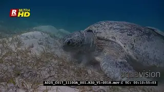 An Extreme close up a Green Sea Turtle mydas, Chelonia mydas eating Sea grass.