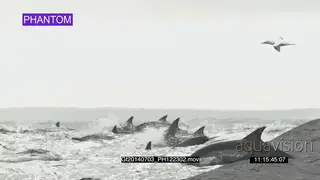 Common Dolphin pod porpoising across ocean AW PHANTOM