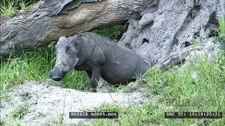 Female warthog reverses into burrow den, with her head facing the opening and ready to.