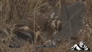 Peregrine falcon feeding on a bird of prey SCENIC