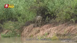 Jaguar walking on riverbank