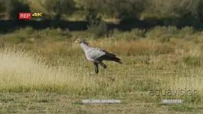 Secretary bird hunting in the grass walking looking for prey