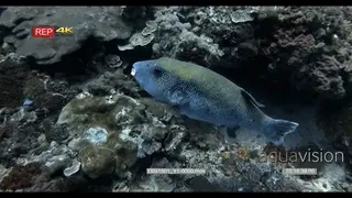 CU slow motion shot of a blue-spotted pufferfish swimming above the reef