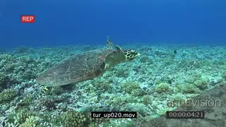 Hawksbill Sea Turtle swims towards surface VERT UW