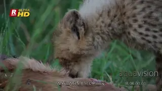 Cheetah Cub laying down, walking to the carcass and feeds on the remaining.