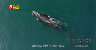 Southern Right Whales air from the blowhole on top of the dead to breath.