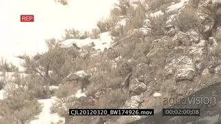 Gray Wolf standing on rocky prairie looking around during snowfall then running away WS.
